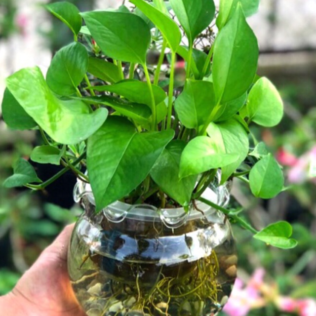 Trầu bà thuỷ sinh