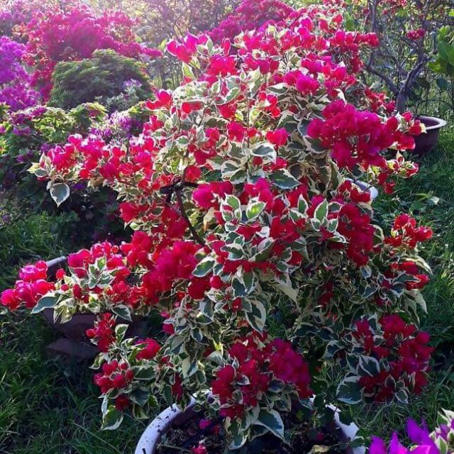 Cây 🌲 Giấy Cẩm Thach Bonsai... đang hoa