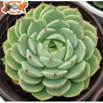 Combo 03 sen đá vân mai- Hàng thuần, siêu dễ trồng, LỖI 1 ĐỔI 1