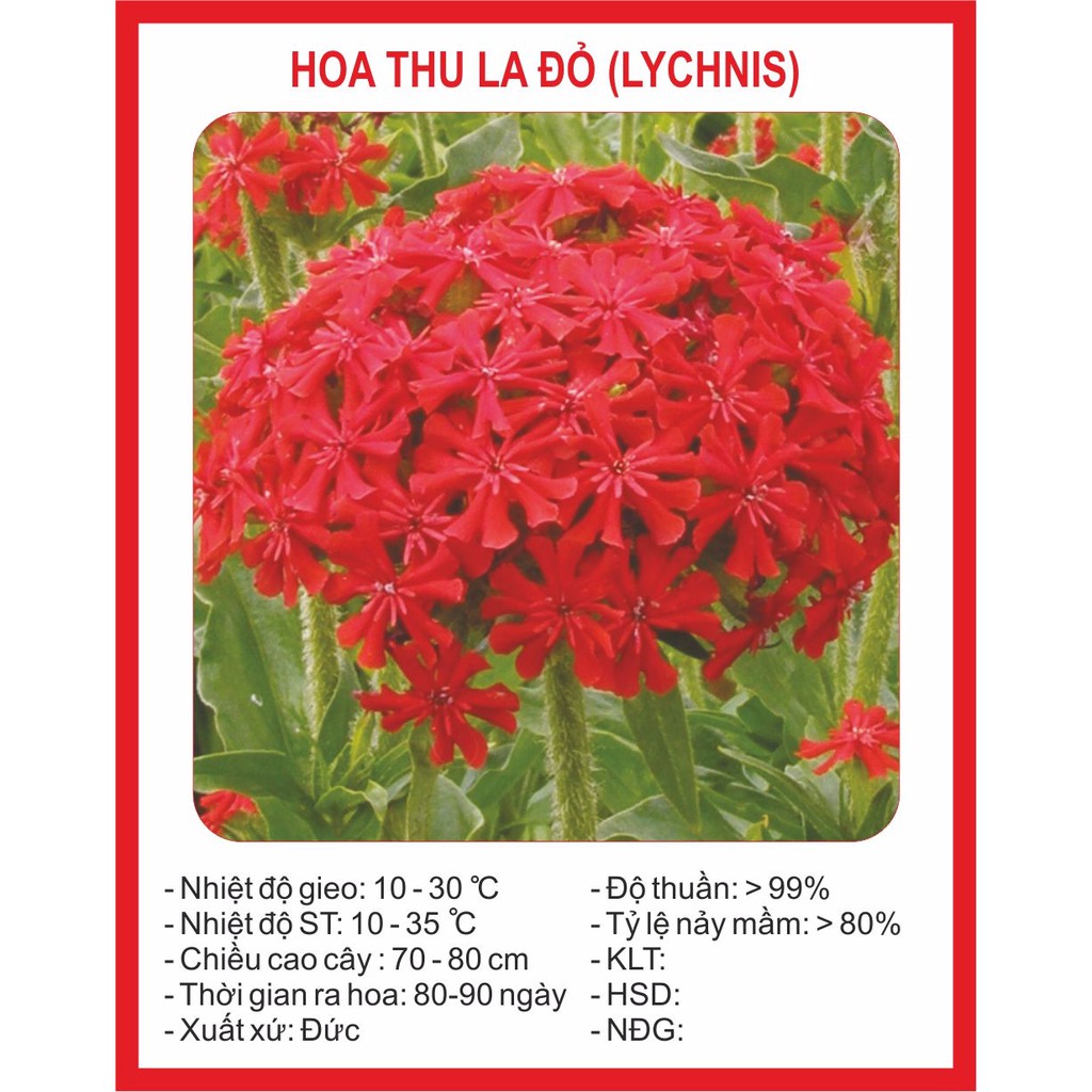 Hạt Giống Hoa Thu La Đỏ
