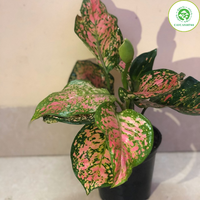 Cây vạn lộc