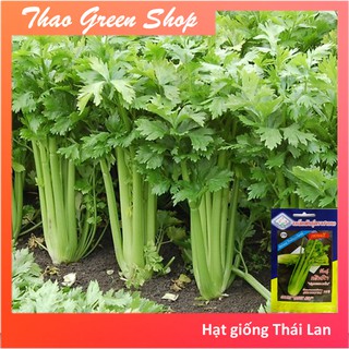 HẠT GIỐNG CẦN TÂY CHỊU NHIỆT THÁI LAN