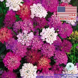100h Hạt Giống Hoa Tổ Ong Mix 30cm (C1.401| B10*V42)