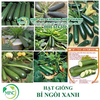 Hạt giống bí ngồi xanh