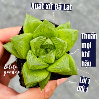 SEN ĐÁ NGỌC LÁ LỚN SIZE BÉ, HÀNG ĐÀ LẠT, SIÊU XINH SIÊU KHỎE, LỖI 1 ĐỔI 1