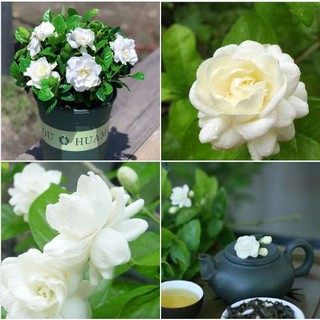 Hạt giống hoa nhài - hoa lài ( gói 10 hạt tặng kèm viên nén ươm hạt)