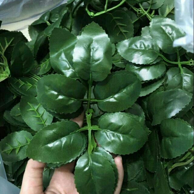 1 lạng lá hoa hồng