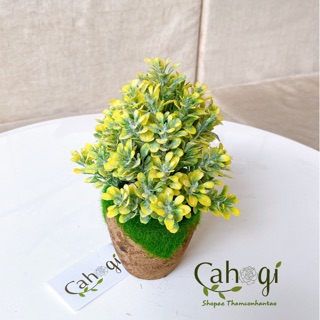 Cây Giả - Chậu Cây Thông Tuyết Mini để bàn