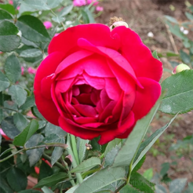 Cây hồng Quế Son