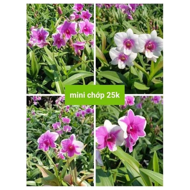 Denro mini chớp giống