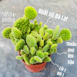 Xương rồng tai thỏ bụi SONDA GARDEN size chậu 10cm, xuất xứ Đà Lạt, khoẻ đẹp, lỗi 1 đổi 1