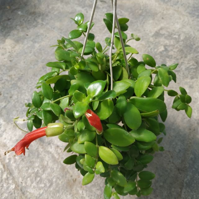 Chậu treo Hoa son môi