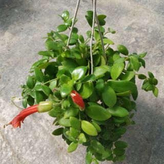 Cây Hoa Son Môi
