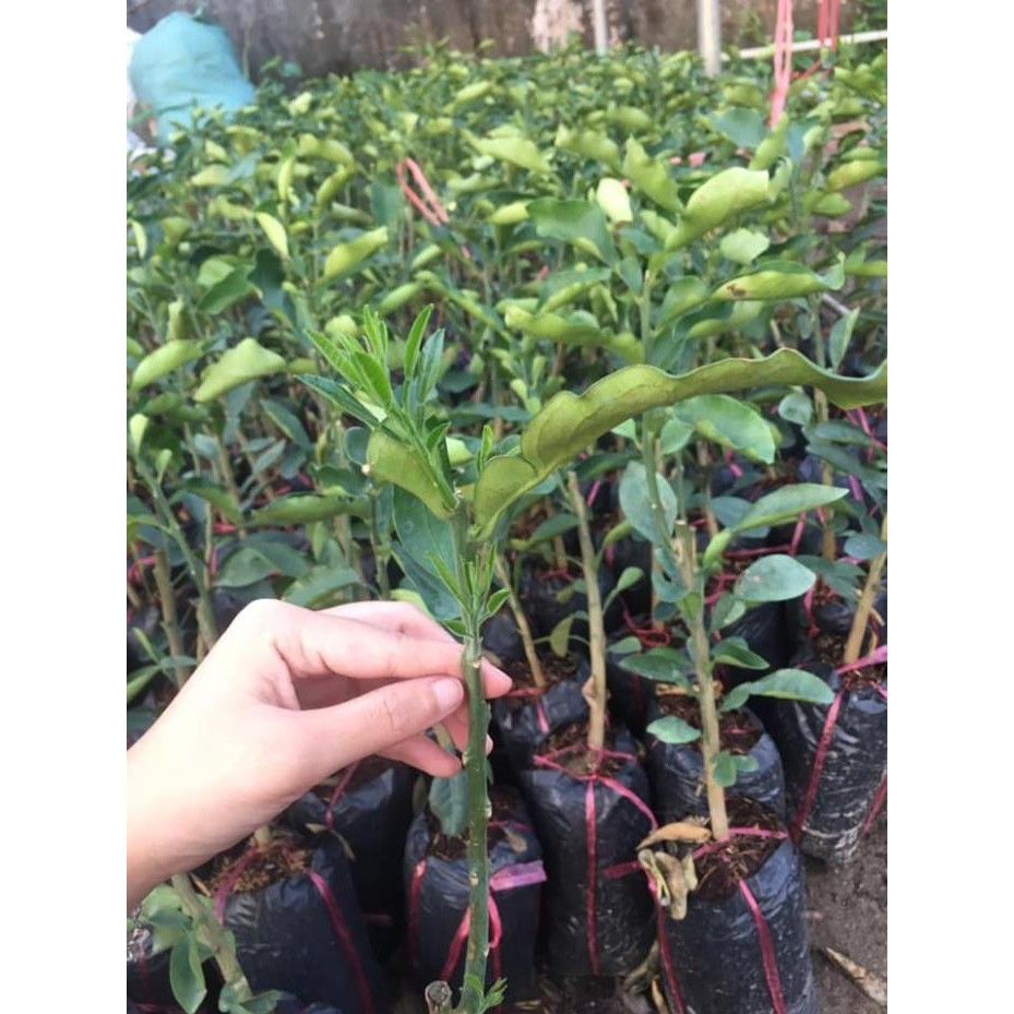 Combo 1 bưởi ruby và 1 bưởi đỏ luận văn