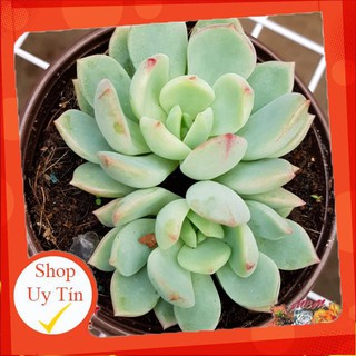 Sen đá má hồng trung |FREESHIP|  XỨ NÓNG, ĐÃ THUẦN KHÍ HẬU, KHOẺ ĐẸP  LỖI 1 ĐỔI 1