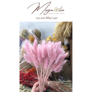 Hoa cỏ đuôi thỏ khô hồng ❤️FREESHIP❤️ Hoa trang trí nhà cửa cao cấp