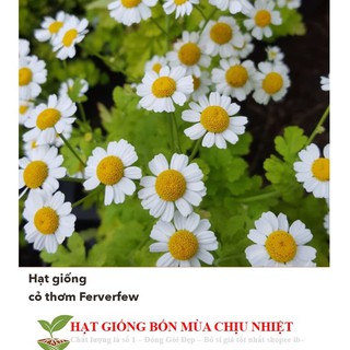 Hạt Giống Cỏ Thơm Feverfew CÚC TANA 50 HẠT - Trị Đau Nửa Đầu ĐẾN MÙA TRỒNG TẾT