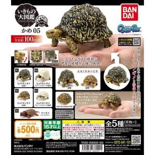 MÔ HÌNH TRỨNG GASHAPON BANDAI Rùa  TURTLE 05 NGẪU NHIÊN