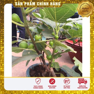 Hạt giống Cây Sung Ngọt Mỹ ( 10 Hạt)