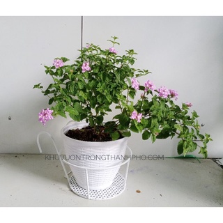 Bộ khung chậu tròn treo ban công