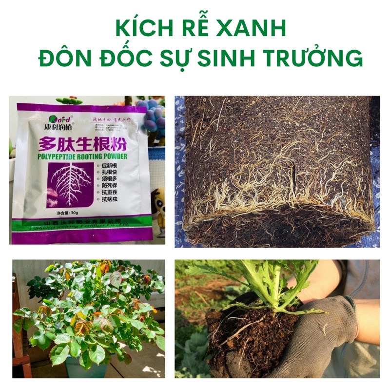 KÍCH RỄ (Non-organic)