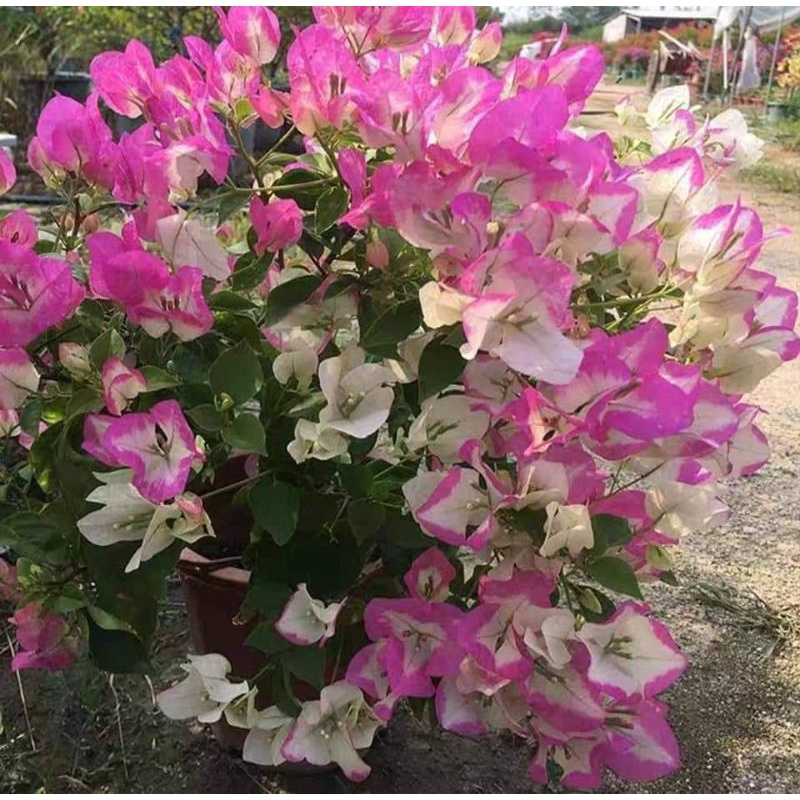 Hoa Giấy Son Môi ( Cây giống )