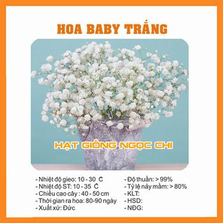 Hạt Giống Hoa Baby Trắng - 100 Hạt