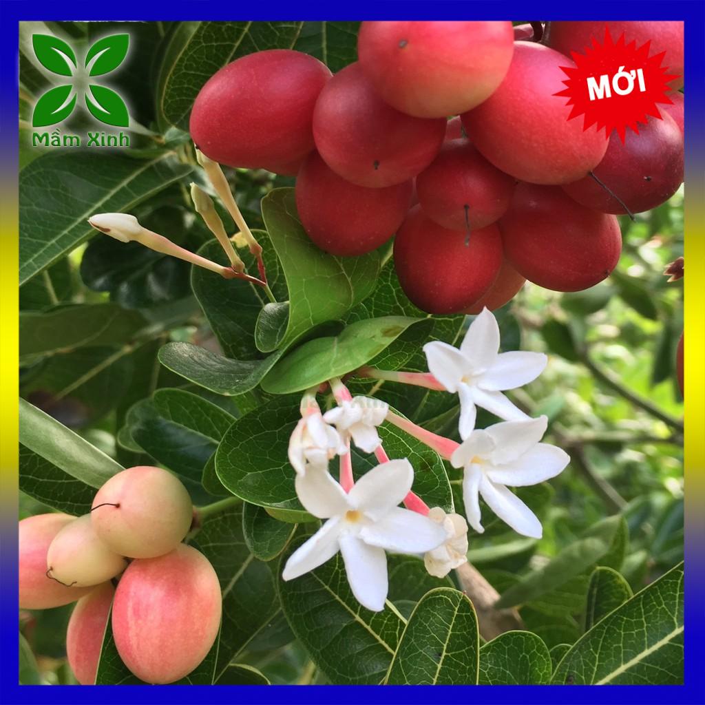 CÂY SIRO GIỐNG (CÂY SI RÔ GIỐNG)