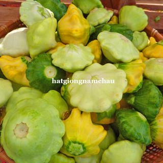 10 H - HẠT GIỐNG BÍ ĐĨA BAY NHIỀU MÀU