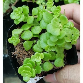 Combo 03 Sen đá sedum vẩy cá- Hàng thuần, siêu dễ trồng, LỖI 1 ĐỔI 1