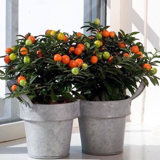 100 hạt - Hạt giống ớt cherry kiểng tròn ngũ sắc