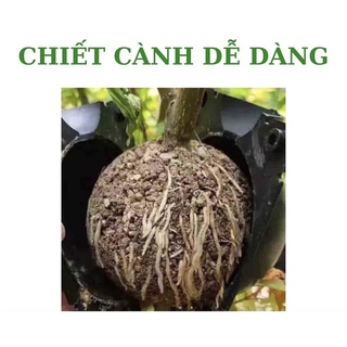 [SIÊU RẺ] 2 Bầu chiết cành sz TO - 12cm, chiết loại cành to 2-3cm-Hàng chất lượng cao