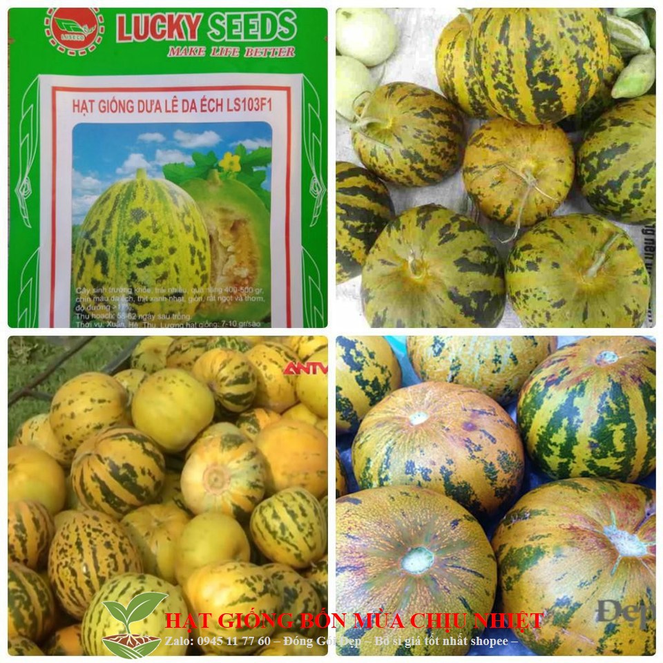 Hạt giống dưa lê da ếch - 20 hạt