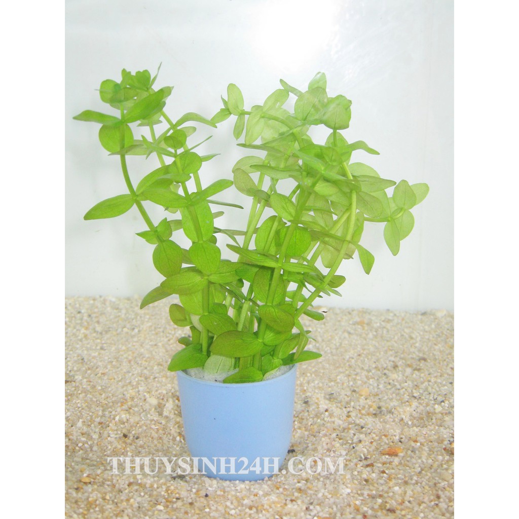 MÓNG TAY - LỆ NHI (15 NHÁNH)