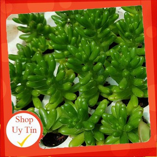 Sen đá thạch ngọc lá ngắn vĩ (Cây lên màu tùy mùa) |FREESHIP|  XỨ NÓNG, ĐÃ THUẦN KHÍ HẬU, KHOẺ ĐẸP  LỖI 1 ĐỔI 1