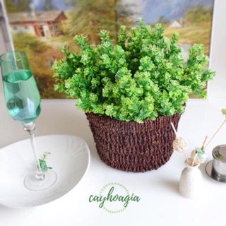 Combo 10 Chùm Hoa Ngâu Điểm 0845