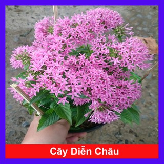 Cây Diễn Châu - Cây cảnh mini để bàn + Tặng phân bón cho cây mau lớn