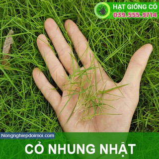 Hạt Giống Cỏ Nhung Nhật gói 100g