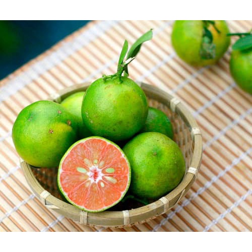 Cây Chanh Đào (siêu sớm)