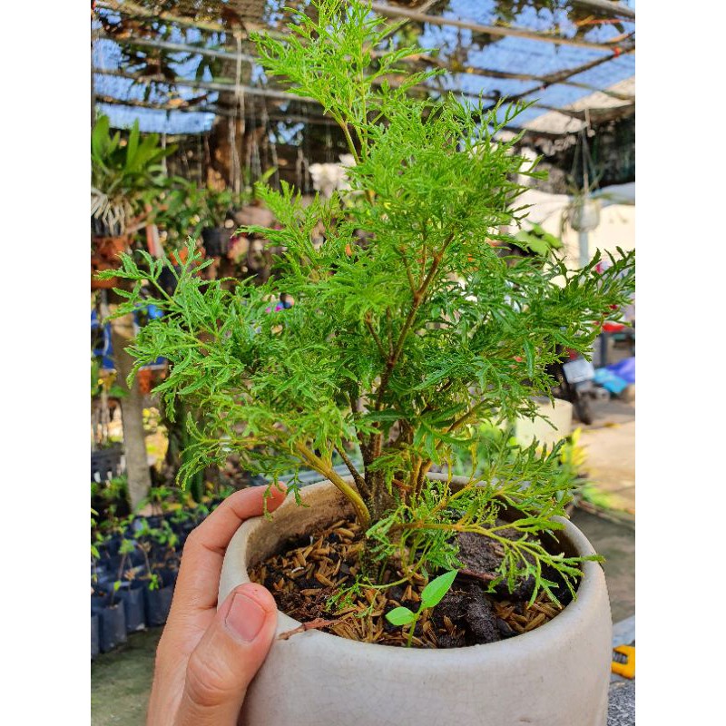Cây đinh lăng size nhỏ.