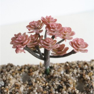 Cây hoa nhựa: mẫu sedum vảy ốc đỏ