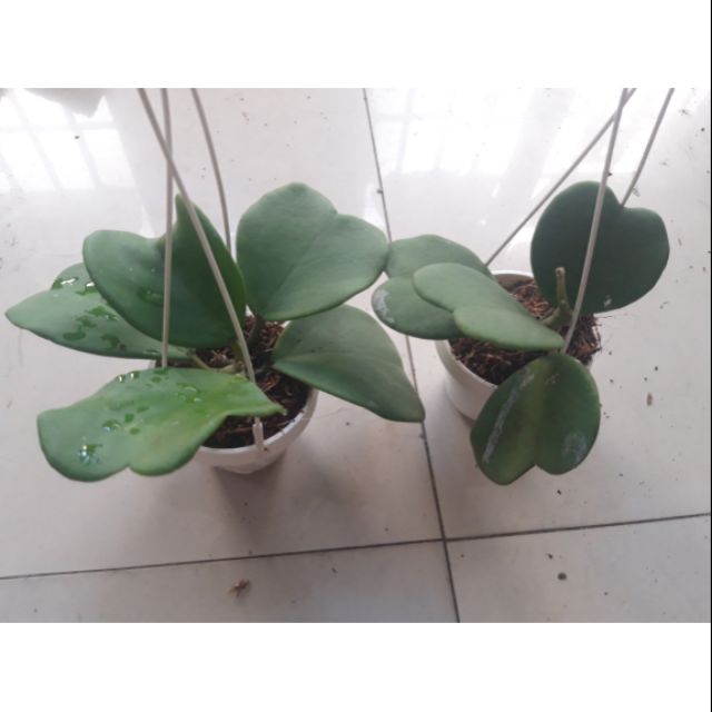 Cẩm cù lá trái tim giống