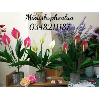 Cây hoa lan ý giả cao 50cm - 3 nhánh hoa