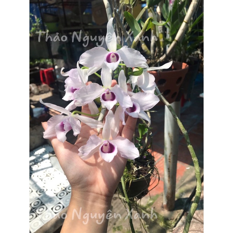 Phi Điệp 5ct Cây Con