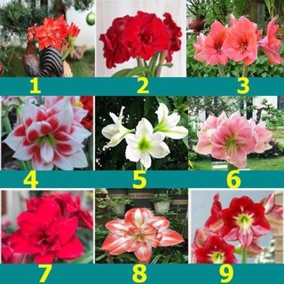 CỦ HUỆ LAN CÁNH KÉP CỦ ĐEP ( được chọn màu )