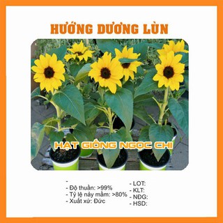 Hạt Giống Hoa Hướng Dương Lùn - 30 Hạt