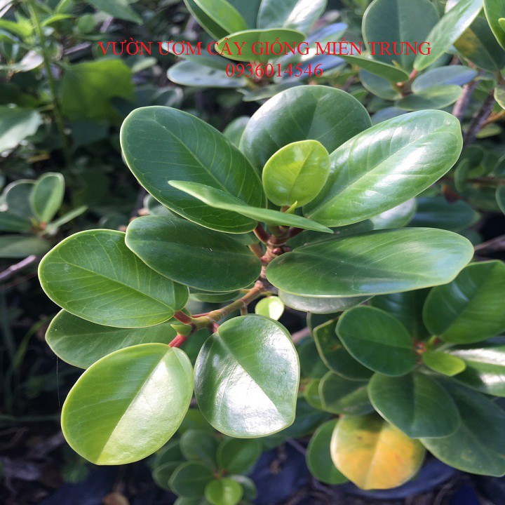 Cây đa nhật ( Cây vạn phát gia)