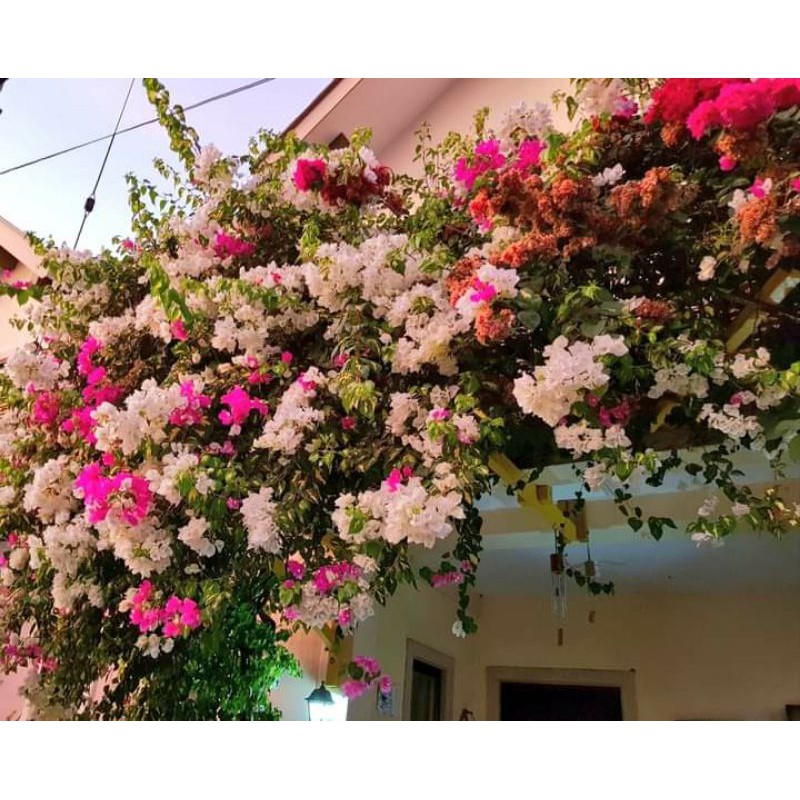 Cây 🌲 Giấy Cao Bồi ... đang hoa