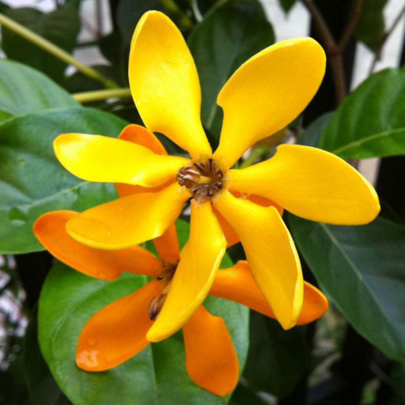 Lài Hoàng Đế (lài Hawai)