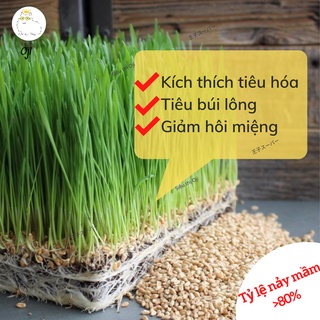 Hạt Giống Cỏ Mèo Hạt Giống Cỏ Lúa Mạch Cho Mèo 50-100g